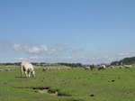SX07956 Sheep grazing on Ogmore River bank.jpg